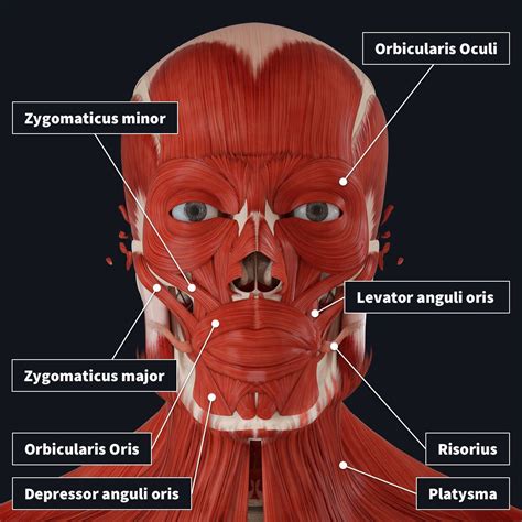 Muscles Of Expression