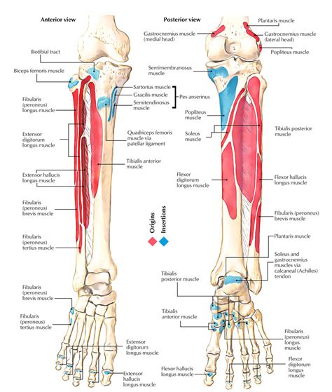 Muscles Of Tibia