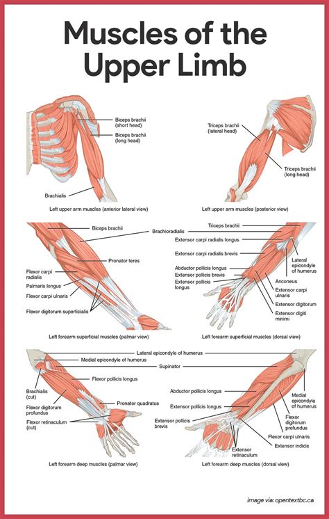 Muscles Of Upper Limb