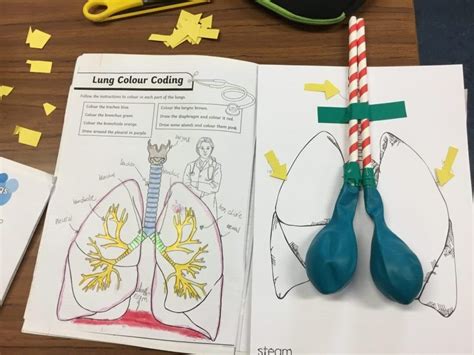 Muscles Worksheet For Kindergarten Lungs Worksheet Kindergarten - Lungs Worksheet Kindergarten