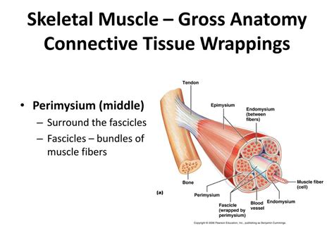 Download Muscles And Muscle Tissue Packet Answers 