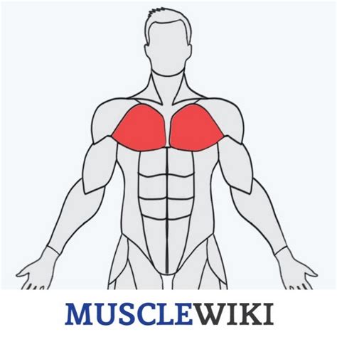 musclewiki