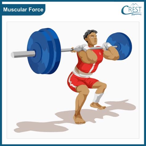 Muscular Force Images