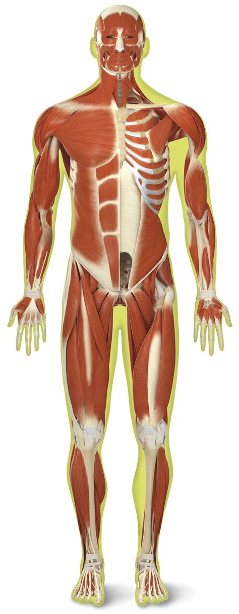 Muscular Skeletal System Diagram