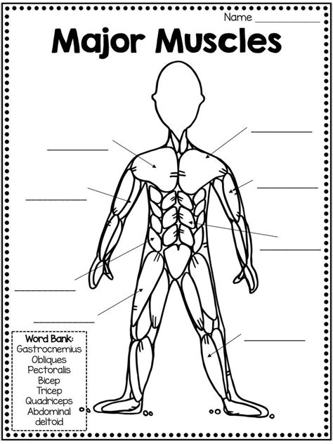 Muscular System Facts Amp Worksheets Kidskonnect Muscular System Worksheet Middle School - Muscular System Worksheet Middle School