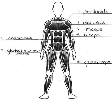 Muscular System For Grade 5   Muscular System Unit Study Web Based Fundafunda Academy - Muscular System For Grade 5