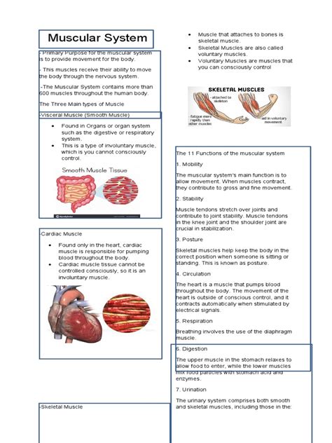 Muscular System Handout Teaching Resources Teachers Pay Teachers Muscular System Worksheet Middle School - Muscular System Worksheet Middle School