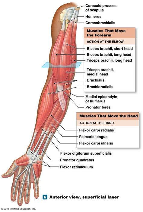 Muscular System Labeled Arm