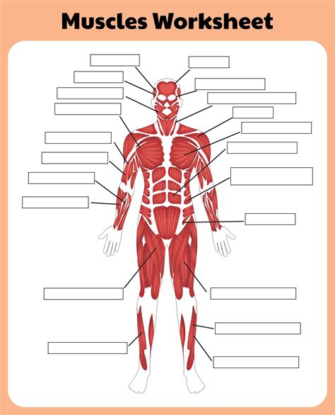 Muscular System Labeling Worksheet For Google Slides Tpt Label The Muscular System Worksheet - Label The Muscular System Worksheet