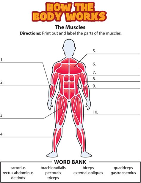 Muscular System Labeling Worksheet Science Anatomy Tpt Label The Muscular System Worksheet - Label The Muscular System Worksheet