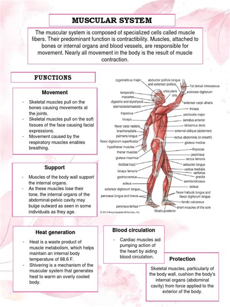 Muscular System Pdf