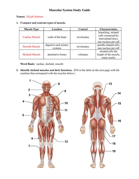 Muscular System Study Guide Answers