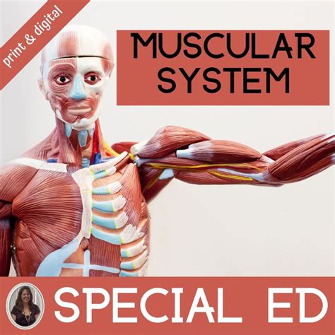 Muscular System Unit Study Web Based Fundafunda Academy Muscular System For Grade 5 - Muscular System For Grade 5