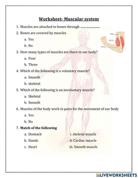 Muscular System Worksheet Middle School   Muscular System Worksheets Teaching Resources - Muscular System Worksheet Middle School