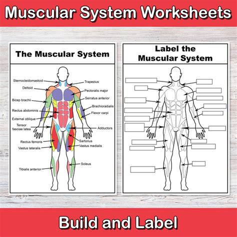 Muscular System Worksheets