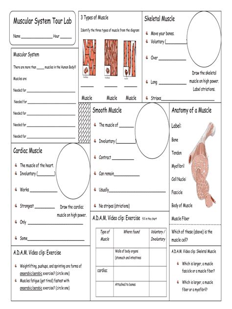 Full Download Muscular System Tour Lab Answers 