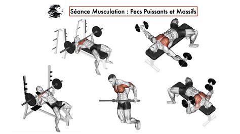 Musculation Programmes Et Exercices