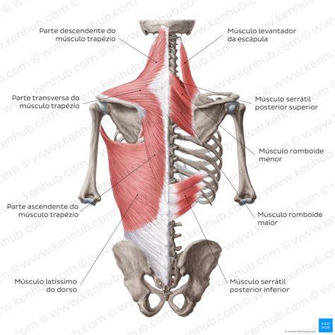Musculos Do Dorso