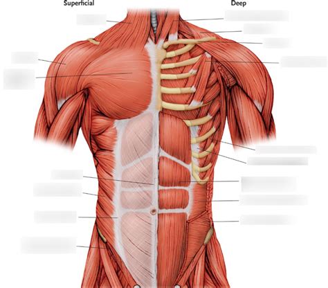 Musculos Do Tronco