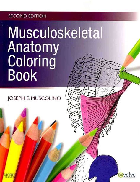 Musculoskeletal Anatomy Coloring Book By Joseph E Muscolino Human Muscles Coloring Labeled - Human Muscles Coloring Labeled