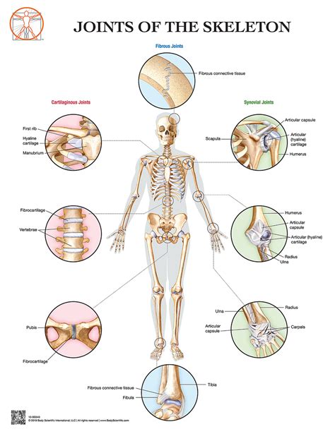 Musculoskeletal System Main Bones Joints Amp Muscles Kenhub Printable Diagram Of The Skeletal System - Printable Diagram Of The Skeletal System