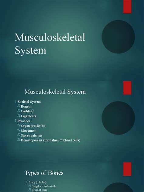 Musculoskeletal System Pdf