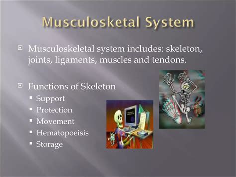 Musculoskeletal System Ppt
