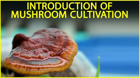 Full Download Mushroom Cultivation 1 Introduction Nstfdc 