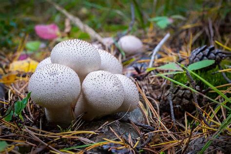 mushroom-1