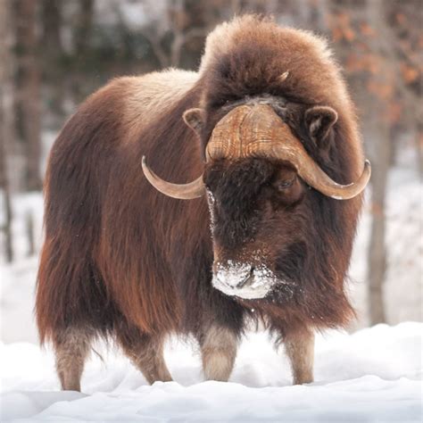 Download Musk Oxen Animals That Live In The Tundra 
