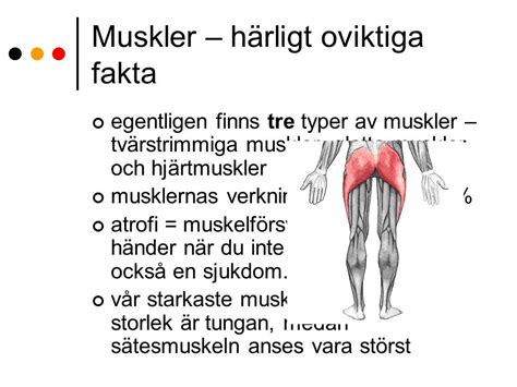 muskler  vilket drar ihop sig  inom läpparna