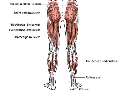 muskler i sätet