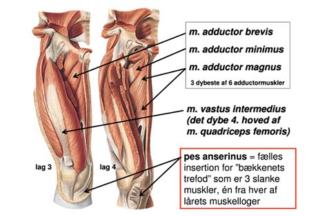 muskler lårets framsida