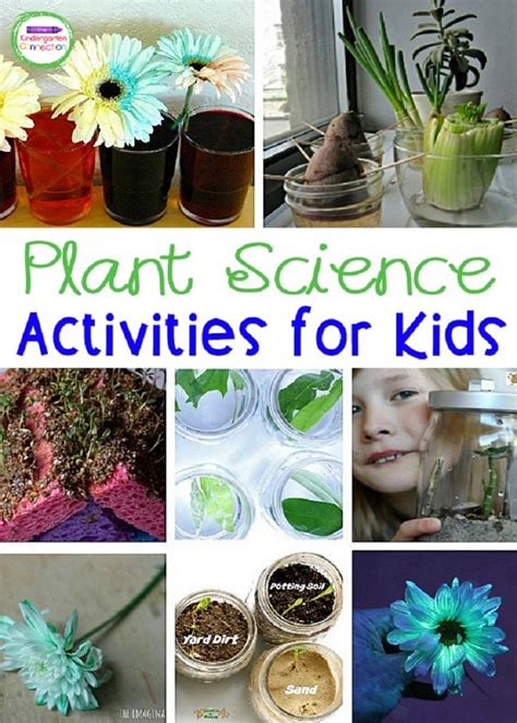 Must Try Plant Activities For Kids The Kindergarten Plant Science Activities - Plant Science Activities
