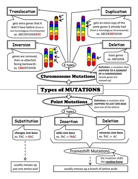 Mutation The Biology Corner Biology Mutations Worksheet - Biology Mutations Worksheet