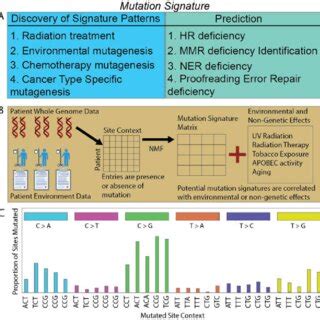 mutational_patterns: a2cb7dc9250a mutational_patterns.xml