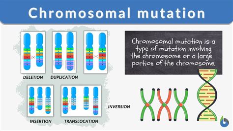 Mutations In Chromosomes The Biology Corner Chromosomal Mutations Worksheet - Chromosomal Mutations Worksheet