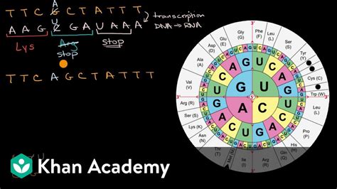 Mutations Practice Khan Academy Chromosomal Mutations Worksheet Answers - Chromosomal Mutations Worksheet Answers