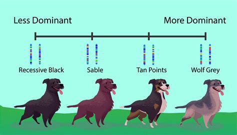 Mutt Mixer Worksheet
