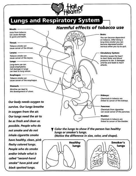 My Lungs Printable 2nd 5th Grade Teachervision Lung Worksheet 2nd Grade - Lung Worksheet 2nd Grade