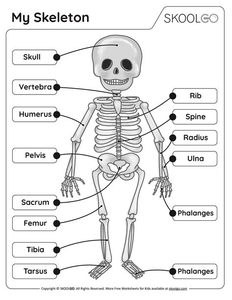 My Skeleton Free Worksheet Skoolgo Skeleton Worksheets For Kindergarten - Skeleton Worksheets For Kindergarten
