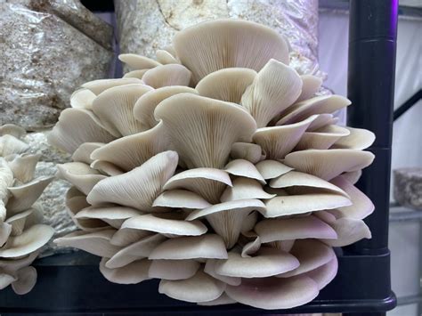 mycel ostronskivling