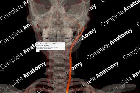 mylohyoid - Wiktionary