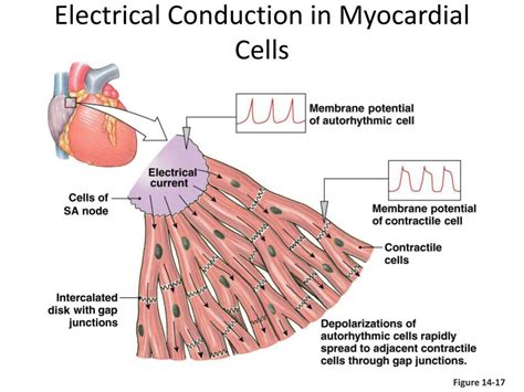 Myocardial Conduction System