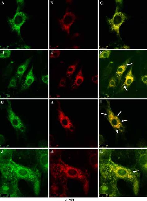 myocyte [Rodinia] - University of Virginia