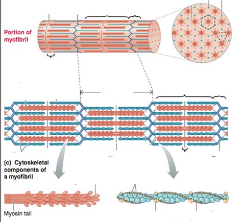 Myofibril