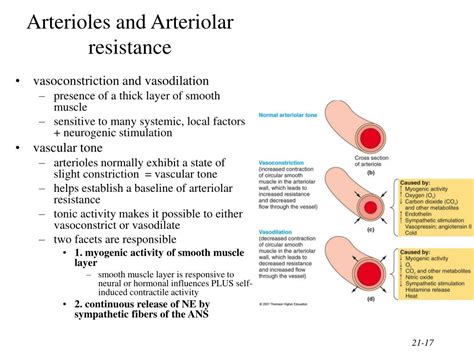 Myogenic Arteriolar Constriction