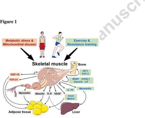 myokine - Wiktionary