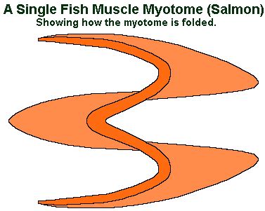 Myomeres