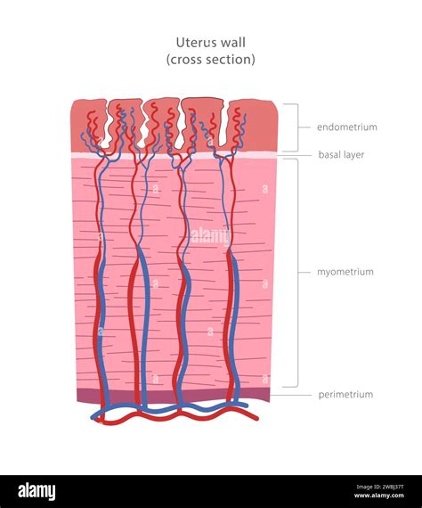 Myometrium